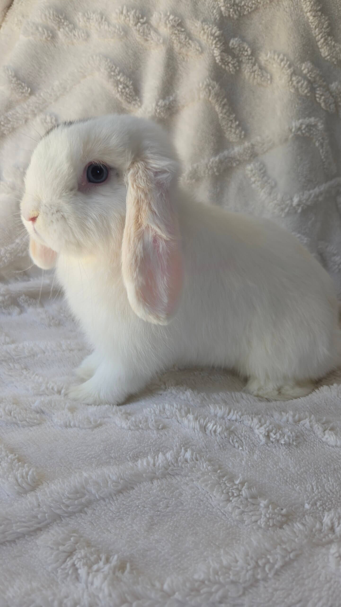blue eyed white holland lop