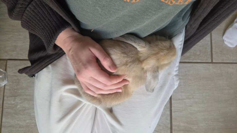 Our vienna carrier doe "Eleana" at 10 weeks old