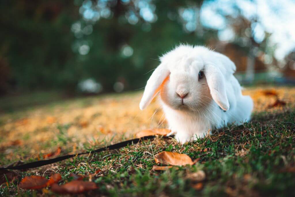 BEW rabbit, Blue-Eyed White Holland Lop with blue eyes