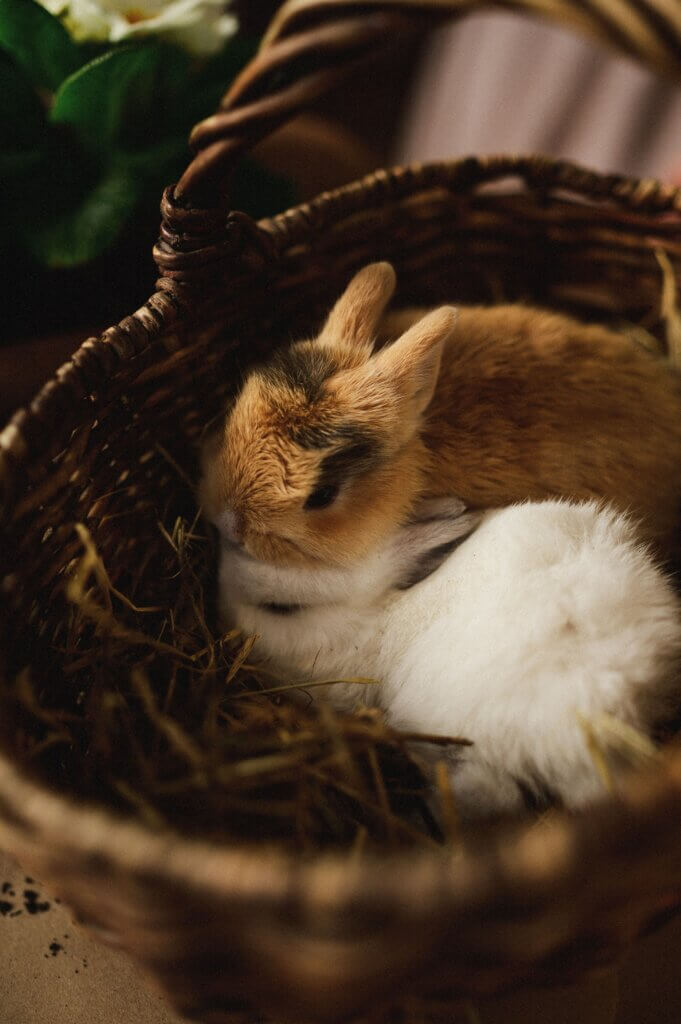 Where to buy holland lop bunnies? This article will answer just that.