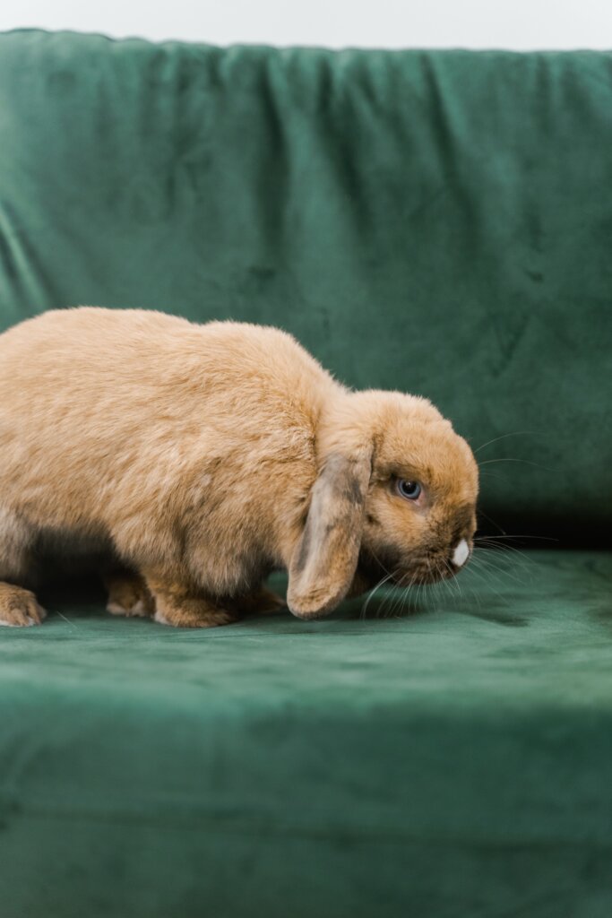 Vienna genetics in rabbits sometimes result in a blue eyed white holland lop, (BEW) but sometimes they result in a vienna marked holland lop (VM) like is pictured with a colorful coat.