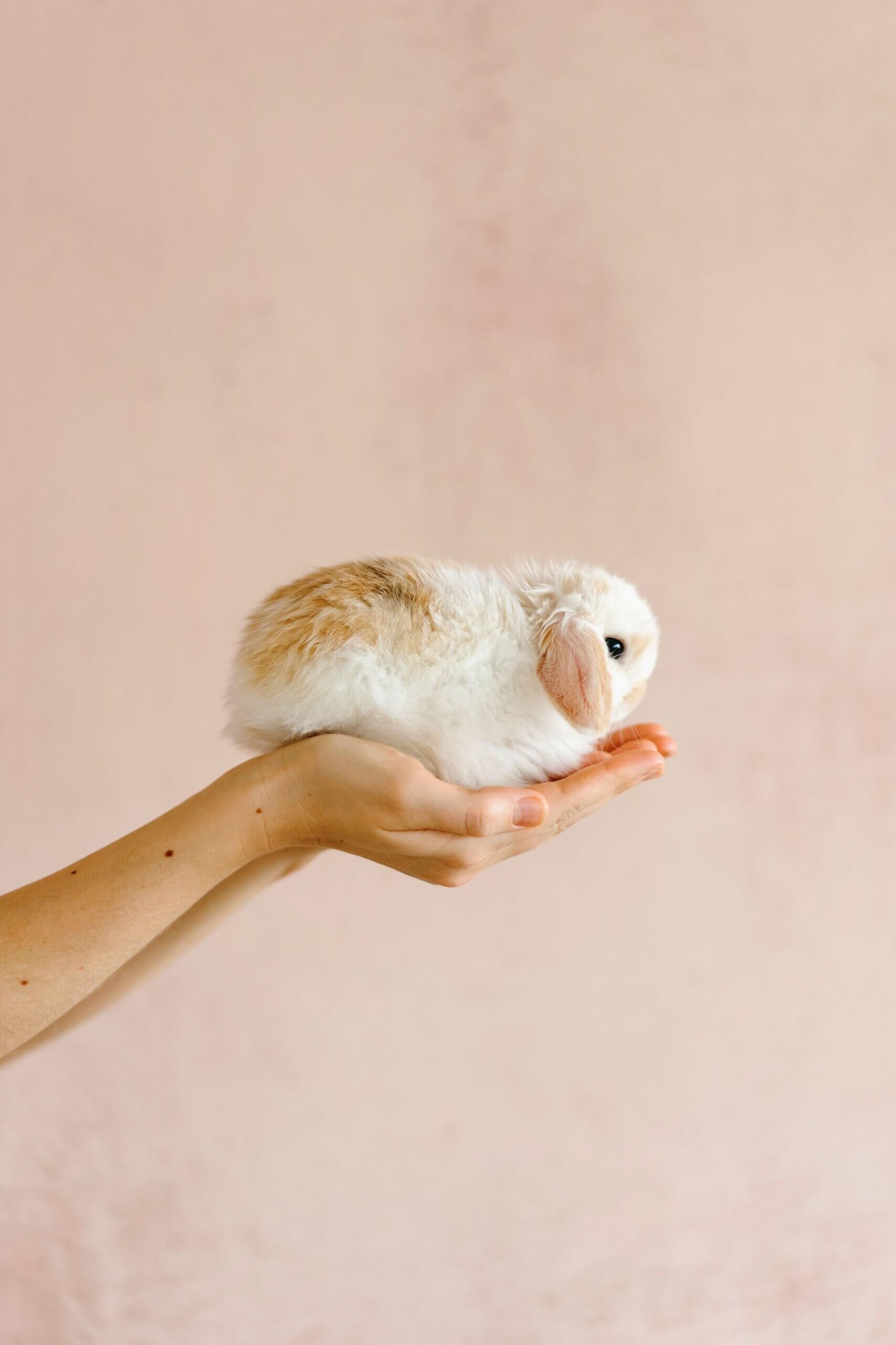 vienna holland lop for sale