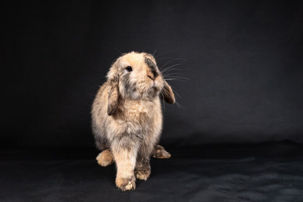 What is the typical holland lop lifespan reddit? Short answer 7-10 years.