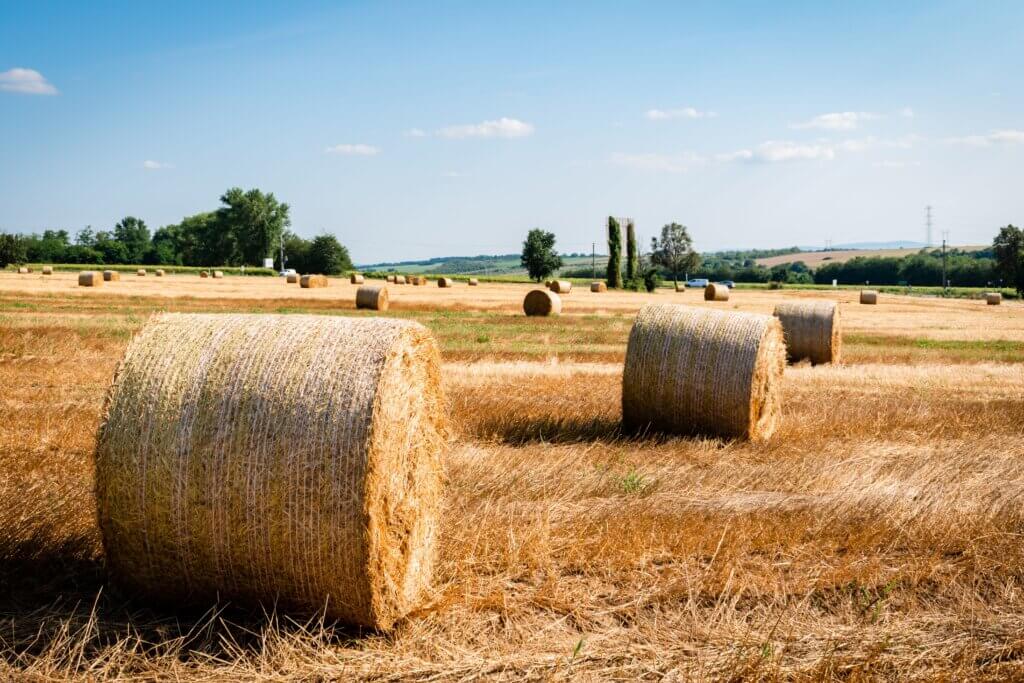 Hay is the main staple for a healthy holland lop lifespan