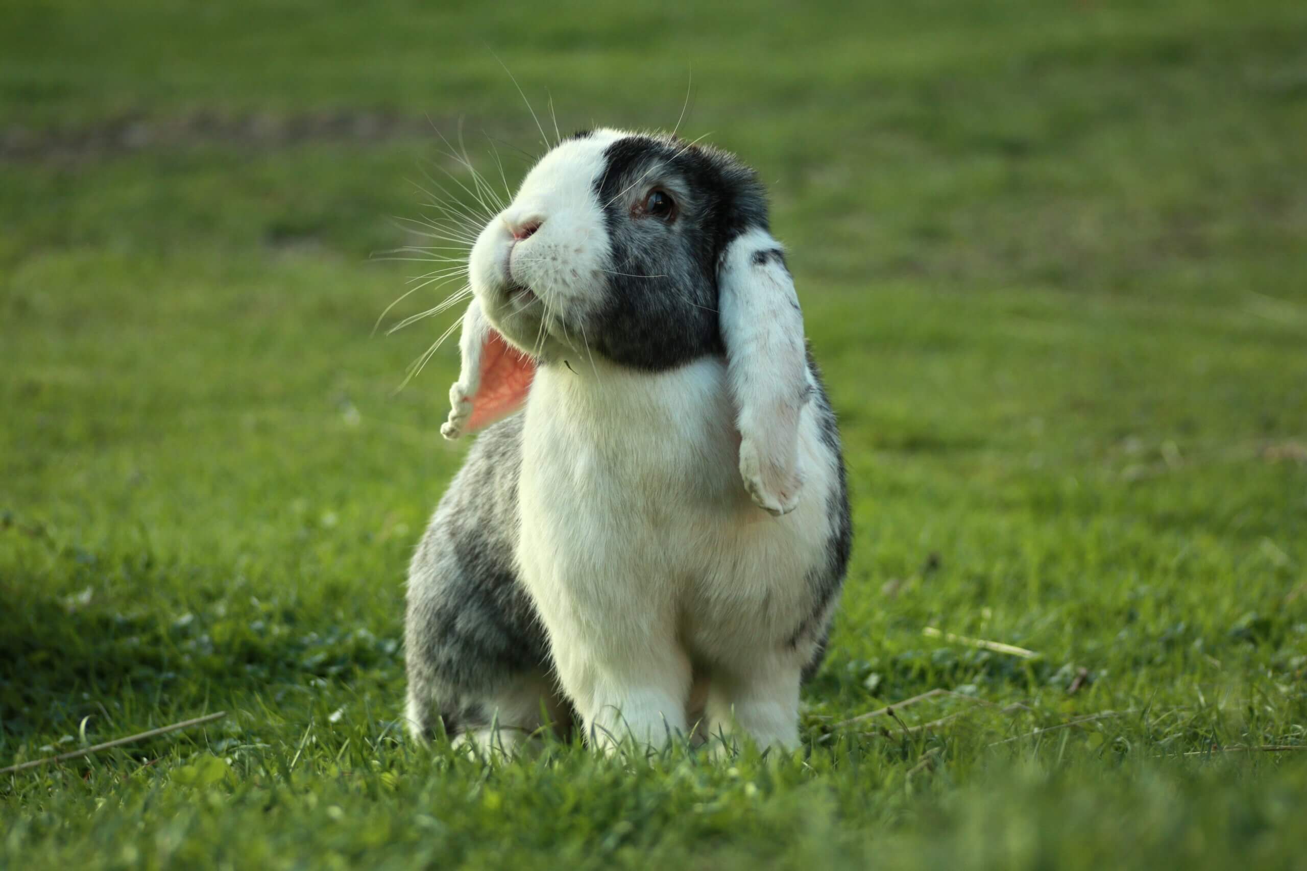 What is the Typical Holland lop lifespan? 1 Fascinating Truth.