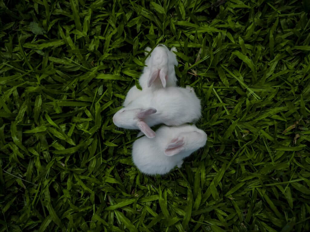 Holland Lop breeder near me, breeder showing off healthy Holland Lops