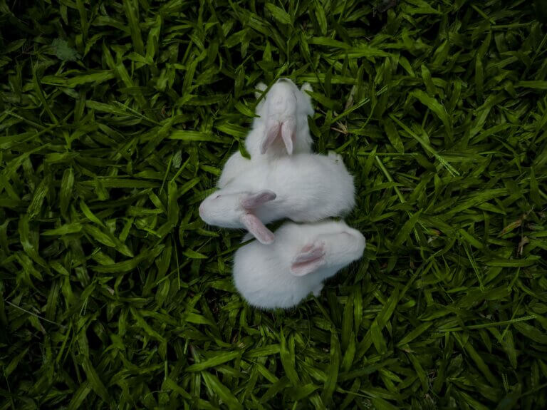 Holland Lop breeder near me, breeder showing off healthy Holland Lops
