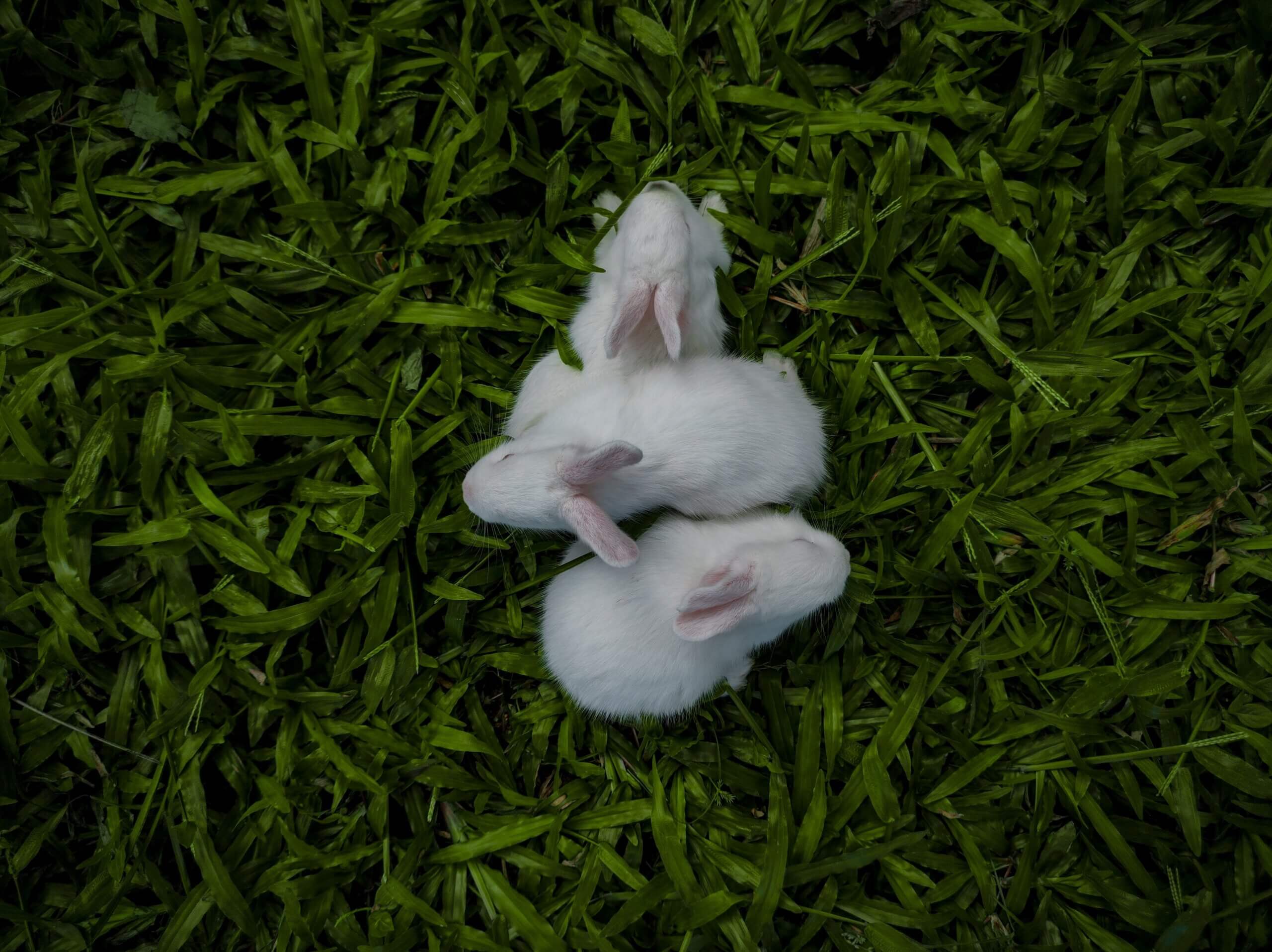 Holland Lop breeder near me, breeder showing off healthy Holland Lops