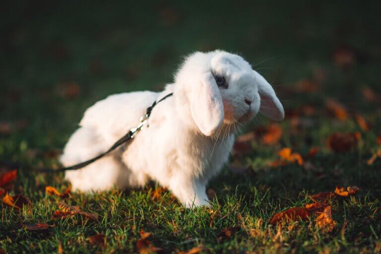 are blue-eyed white holland lops deaf? Like the one pictured, they can be. But this can be avoided with ethical breeding practices like the ones we practice at Rhythm & Bleu